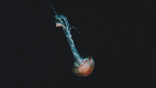 Peduli dengan Ekosistem Laut, Ini Kisah di Balik Single Jevin Julian